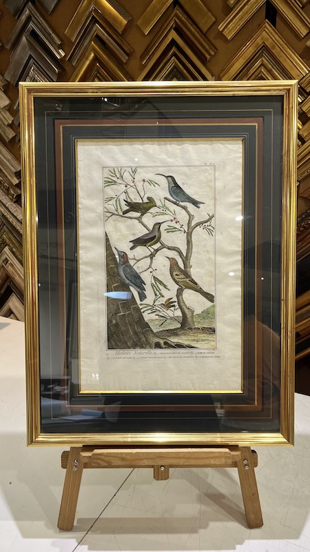 Aves - Histoire Naturelle - Fig.1 Grimpereau Bleu de Cayenne, Fig.2 Colibri de Cayenne, Fig. 3 l'Oiseau-Mouche [...]