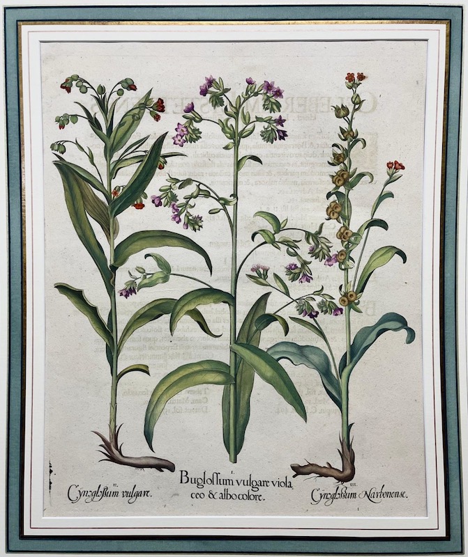 Hortus Eystettensis - Buglollum