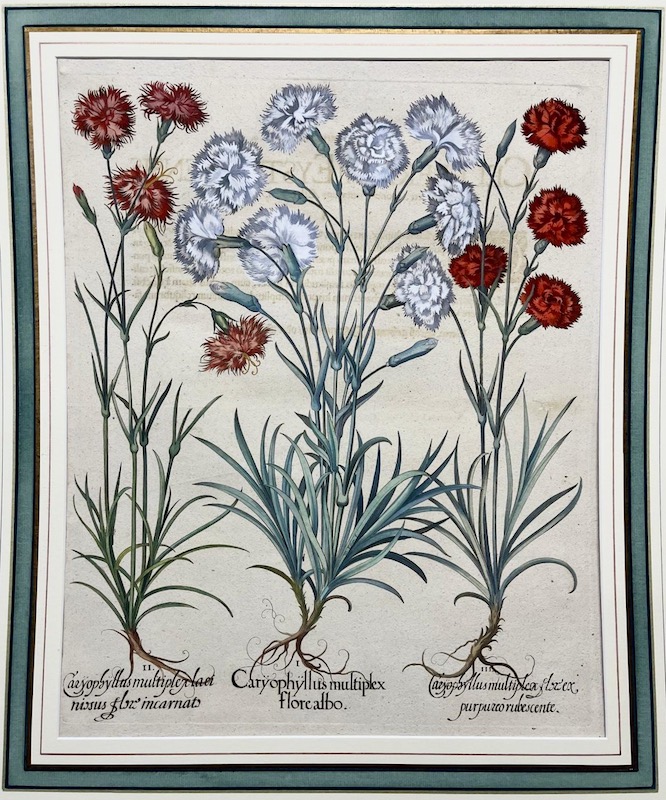 Hortus Eystettensis - Caryophyllus