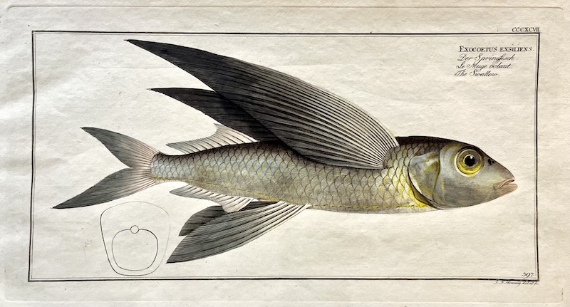 Allgemeine Naturgeschichte der Fische, CCCXCVII - Exocoetus Exiliens