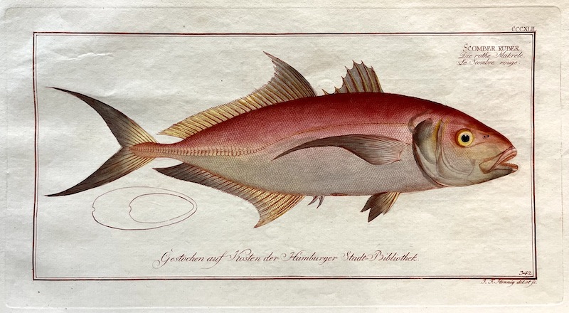 Allgemeine Naturgeschichte der Fische, CCCXLIL - Scomber Ruber