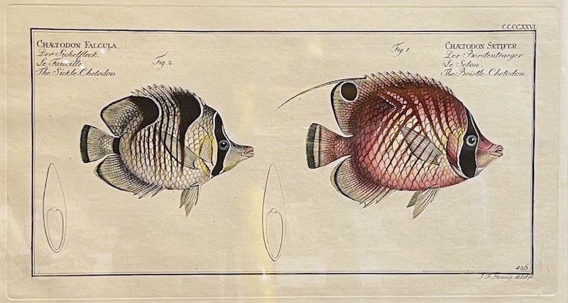 Allgemeine Naturgeschichte der Fische, CCCCXXVI - Chaetodon Falcula ; Chaetodon Setifer