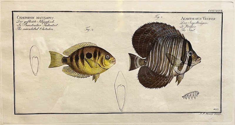 Allgemeine Naturgeschichte der Fische, CCCCXXVII - Chaetodon Maculatus ; Acanthurus Velifer