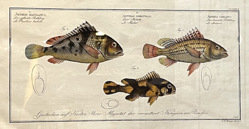 Allgemeine Naturgeschichte der Fische, CCCXXVI - Anthias Maculatus ; Anthias Orientalis ; Anthias Lineatus