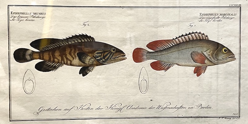 Allgemeine Naturgeschichte der Fische, CCCXXVIII - Epinephelus Bruneus ; Epinephelus Marginalis