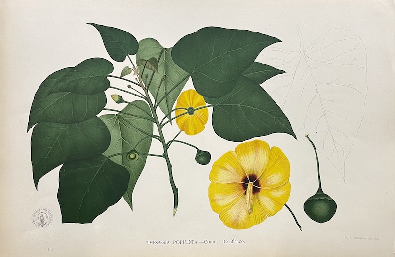 Flora de Filipinas - Thespesia Populnea
