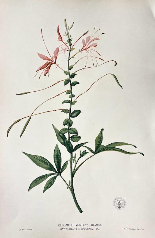 Flora de Filipinas - Cleome Gigantea? ; Gynandropsis Speciosa