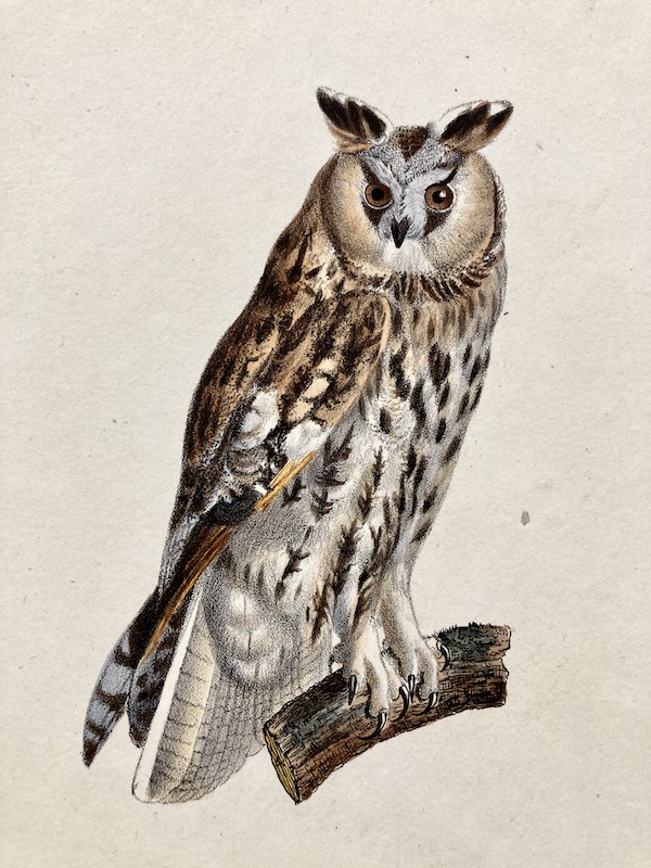 Hibou Moyen Duc [Búho]