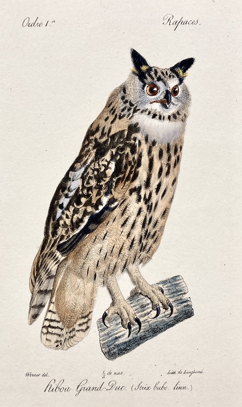 Hibou Gran Duc [Búho]