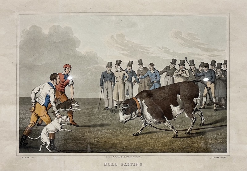 Bull Baiting [Hostigamiento de Toros]
