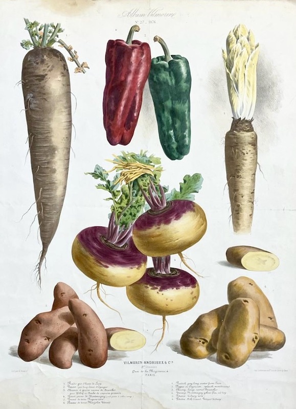 Álbum Vilmorin - Nº 27 (1876)