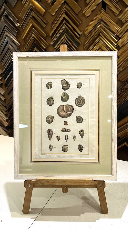 Histoire Naturelle, Coquilles de Terrestres
