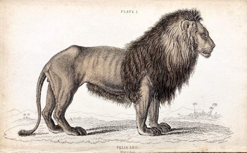FELIS LEO [León]