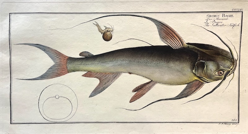 Allgemeine Naturgeschichte der Fische, CCCLXV - Silurus Bagre