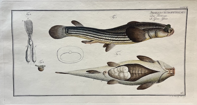 Allgemeine Naturgeschichte der Fische, CCCLXI - Anableps Tetrophthlmus