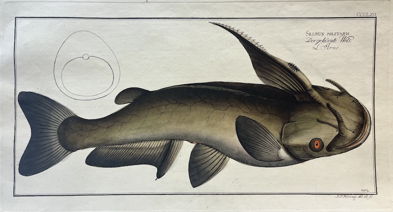 Allgemeine Naturgeschichte der Fische, CCCLXII - Silurus Militaris