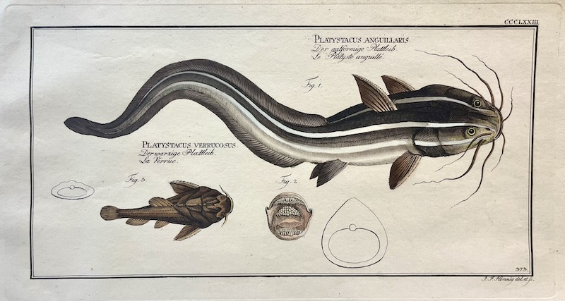 Allgemeine Naturgeschichte der Fische, CCCLXIII - Platystacus Anguillaris