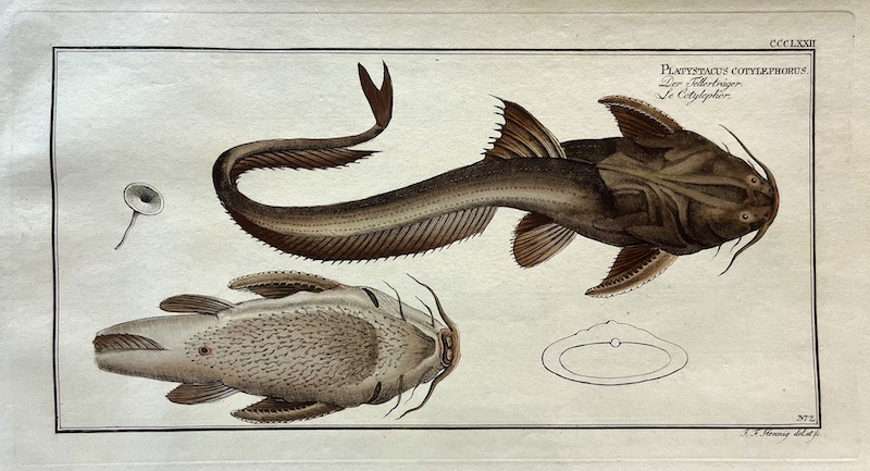 Allgemeine Naturgeschichte der Fische, CCCLXXII - Platystacus Cotylephorus