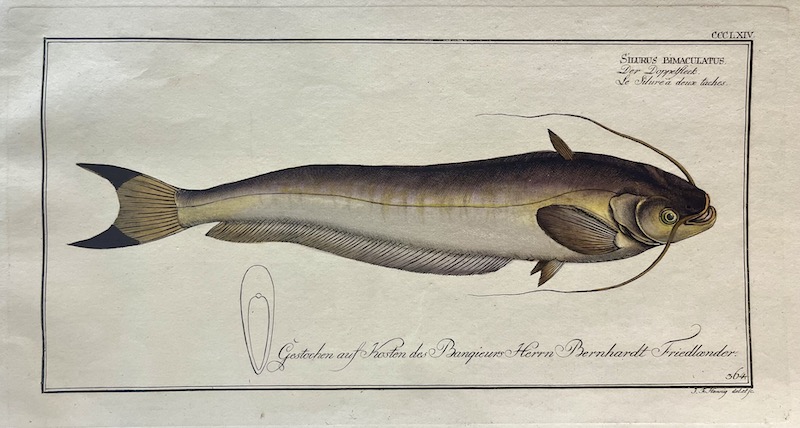 Allgemeine Naturgeschichte der Fische, CCCLXIV - Silurus Bimaculatus