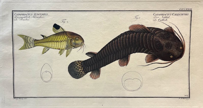 Allgemeine Naturgeschichte der Fische, CCCLXXVII - Cataphractus Callyhthis