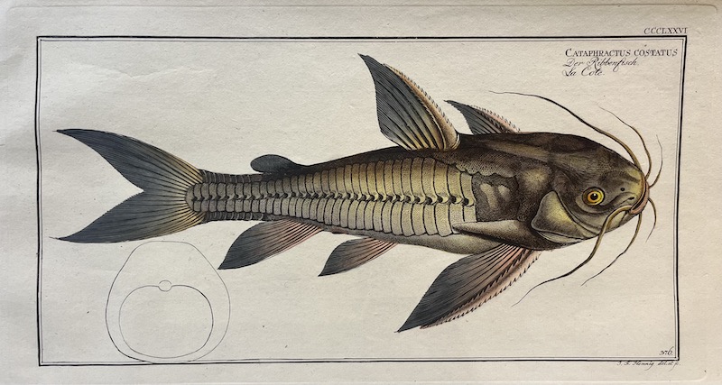 Allgemeine Naturgeschichte der Fische, CCCLXXVI - Cataphractus Costatus