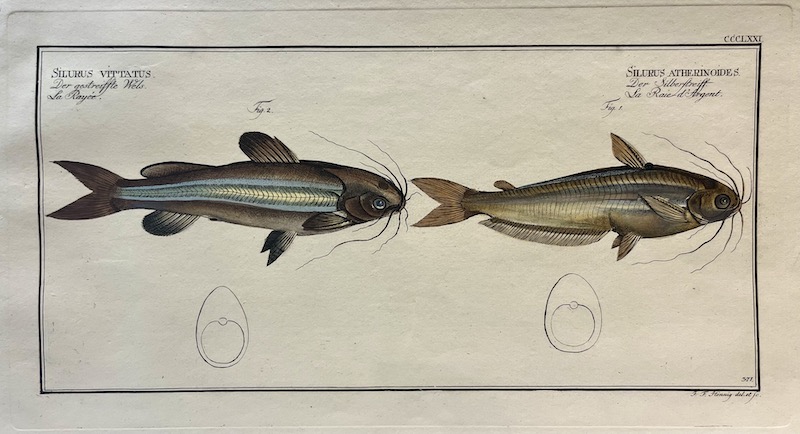 Allgemeine Naturgeschichte der Fische, CCCLXI - Silurus Vittatus ; Silurus Atherinoides