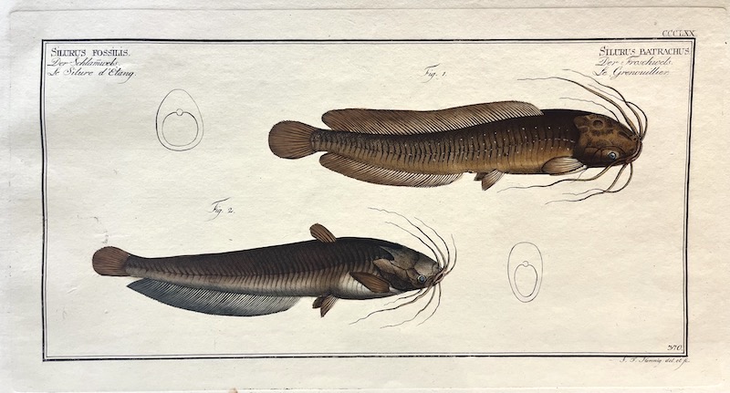 Allgemeine Naturgeschichte der Fische, CCCLXX - Silurus Fossilis ; Silurus Batrachus
