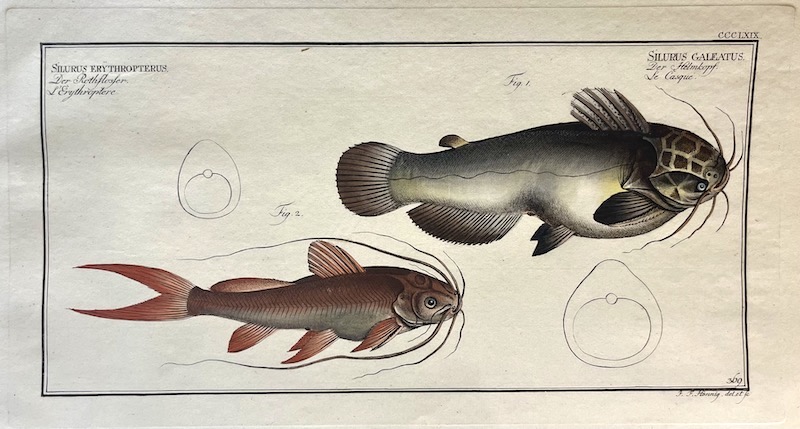 Allgemeine Naturgeschichte der Fische, CCCLXIX - Silurus Erythropterus ; Silurus Galeatus