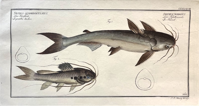 Allgemeine Naturgeschichte der Fische, CCCLXVIII - Silurus Quadrimaculatus ; Silurus Nodosus