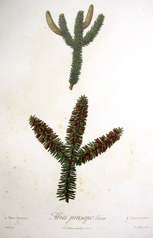 Flora Forestal Española - Abies Pinsapo, Boiss (Flores)