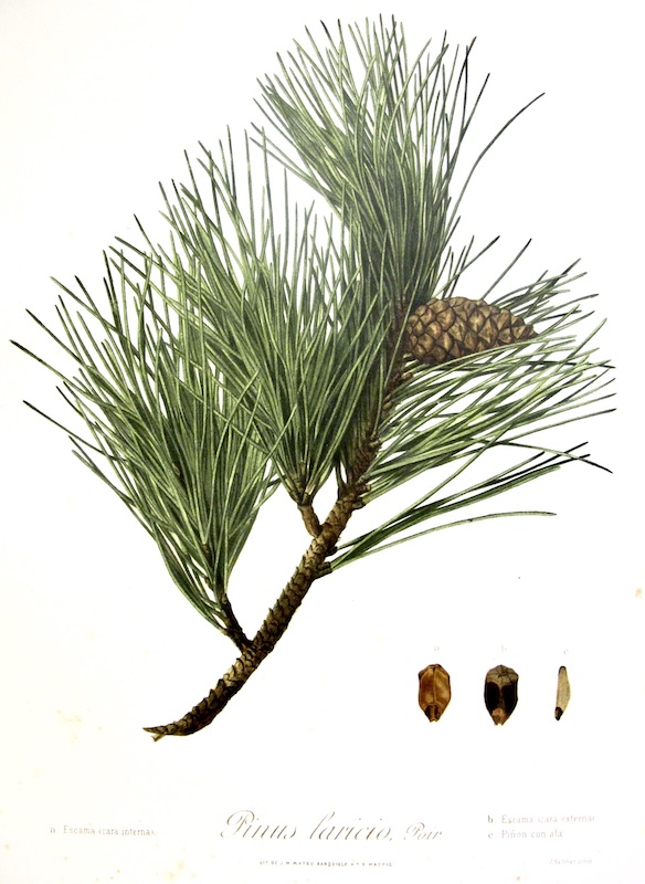 Flora Forestal Española - Pinus Laricio, Poir