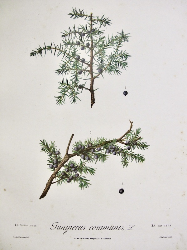 Flora Forestal Española - Juniperus Communis, L