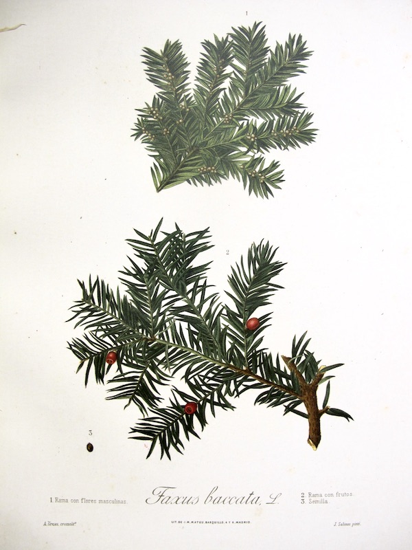 Flora Forestal Española - Faxus Baccata