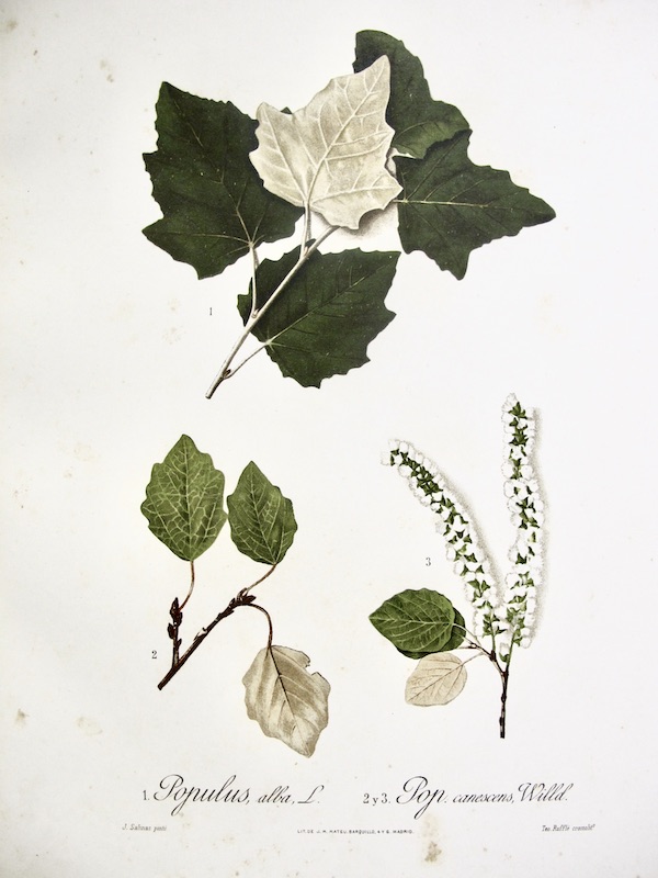 Flora Forestal Española - Populus Alba, Pop. Canescens, Willd