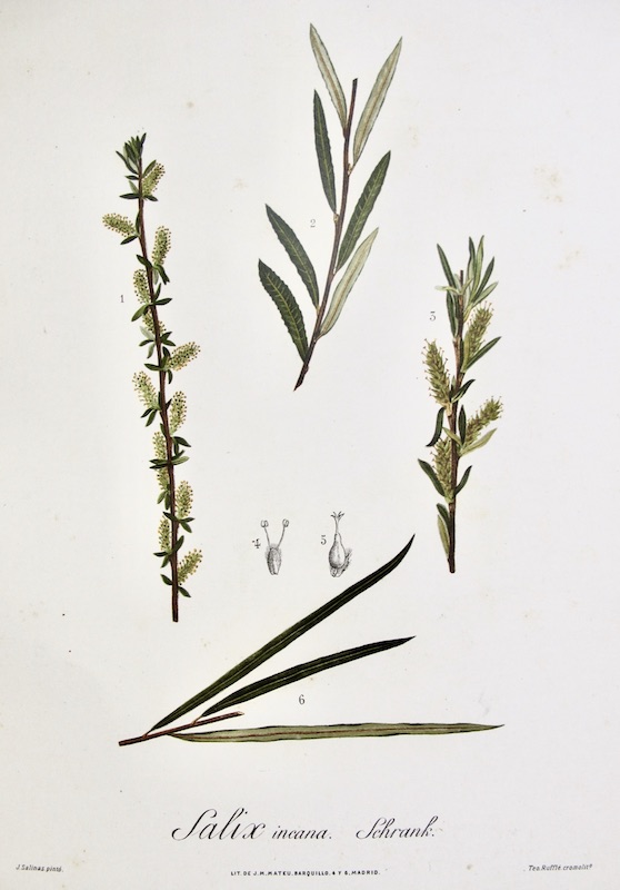Flora Forestal Española - Salix Incana, Schrank