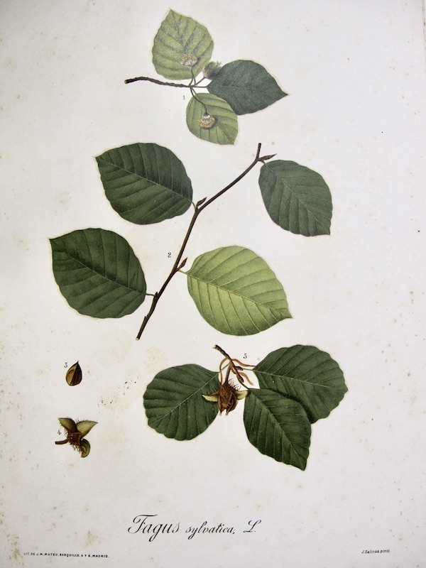 Flora Forestal Española - Fagus Sylvatica
