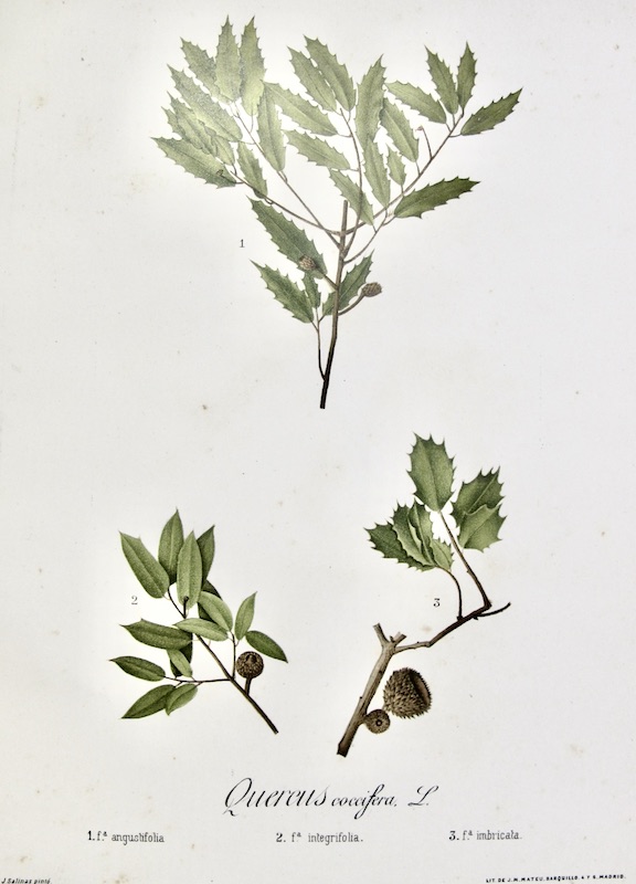 Flora Forestal Española - Quercus Coccifera (Angustifolia)