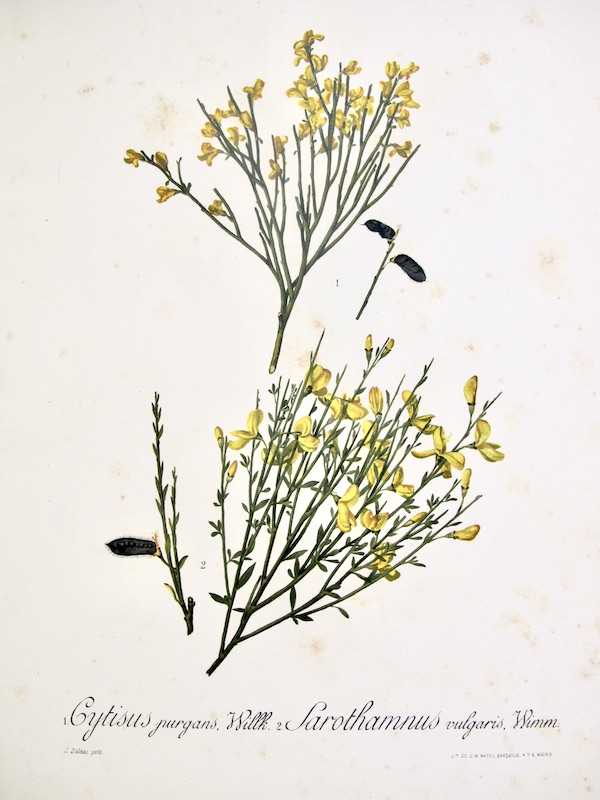 Flora Forestal Española - Cytisus Purgans, Willk., Sarothamnus Vulgaris, Wimm