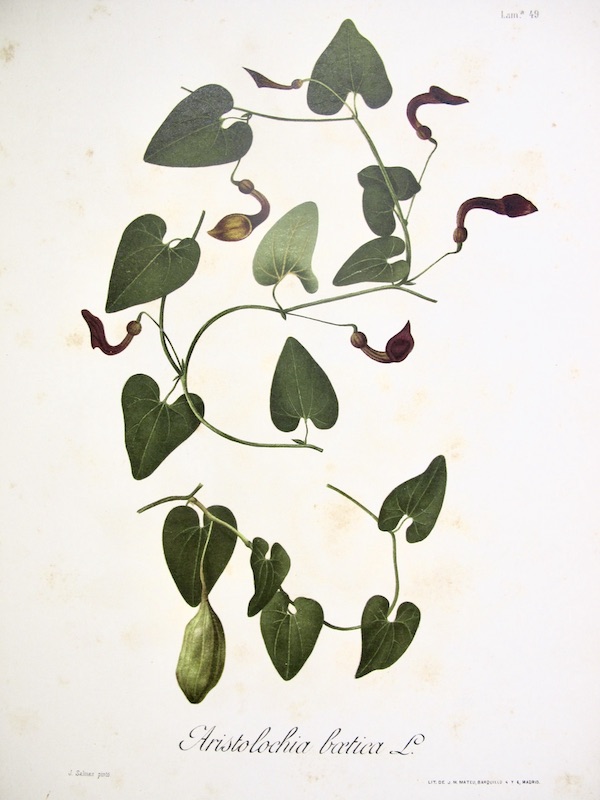 Flora Forestal Española - Aristolochia Boetica