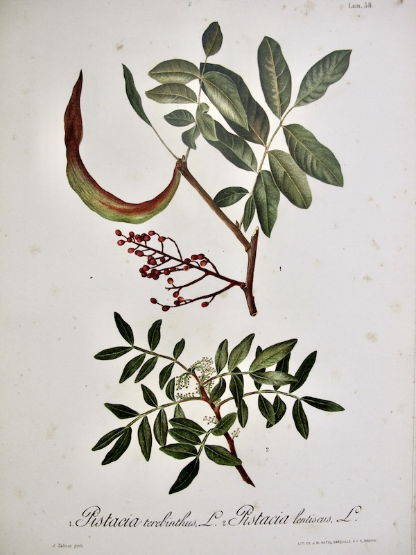 Flora Forestal Española - Pistacia Terebinthus, Pistacia Lentiscus