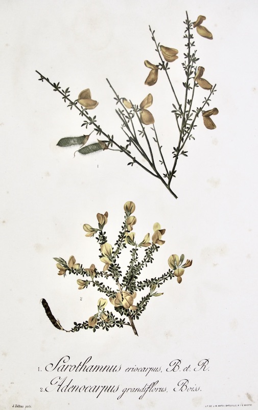 Flora Forestal Española - Sarothamnus Eriocarpus, B. et R., Adenocarpus Grandiflorus, Boiss