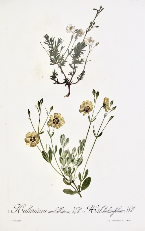 Flora Forestal Española - Halimium Umbellatum, Wh., Hal. Halimifolium, Wk.