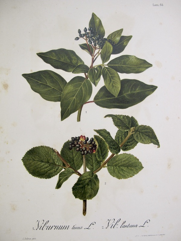 Flora Forestal Española - Viburnum Tinus L., Vib. Lantana, L.