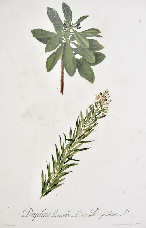 Flora Forestal Española - Daphne Laureola, L., D. Gnidium, L.