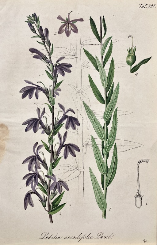GARTENFLORA - Lobelia Sessilifolia Lamb, Taf. 392