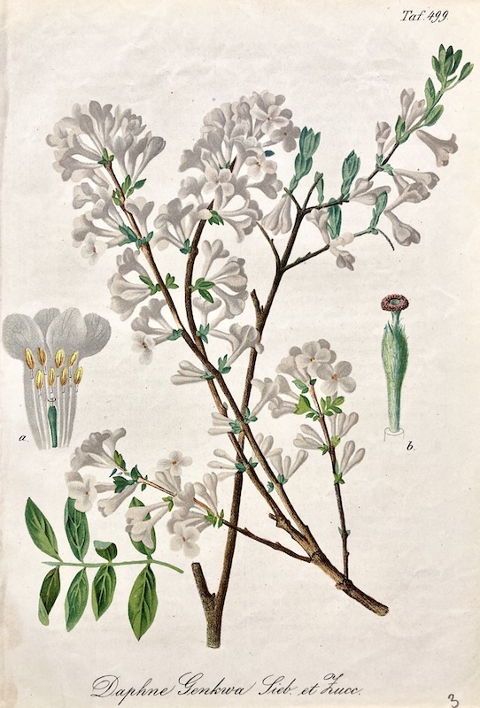 GARTENFLORA - Daphne Genkwa Lieb. et Zucc, Taf. 499