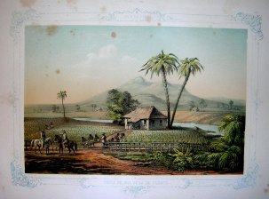 Vista de una vega de tabaco