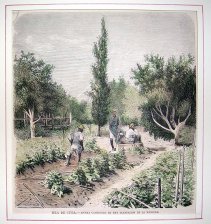 Isla de Cuba : Escena campestre en una plantacion de la Manigua