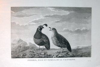 Perdrix, male et femele, de la Californie