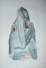 Cabeza de la Rata